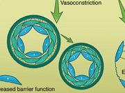 Medical illustration